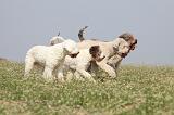 LAGOTTO 063